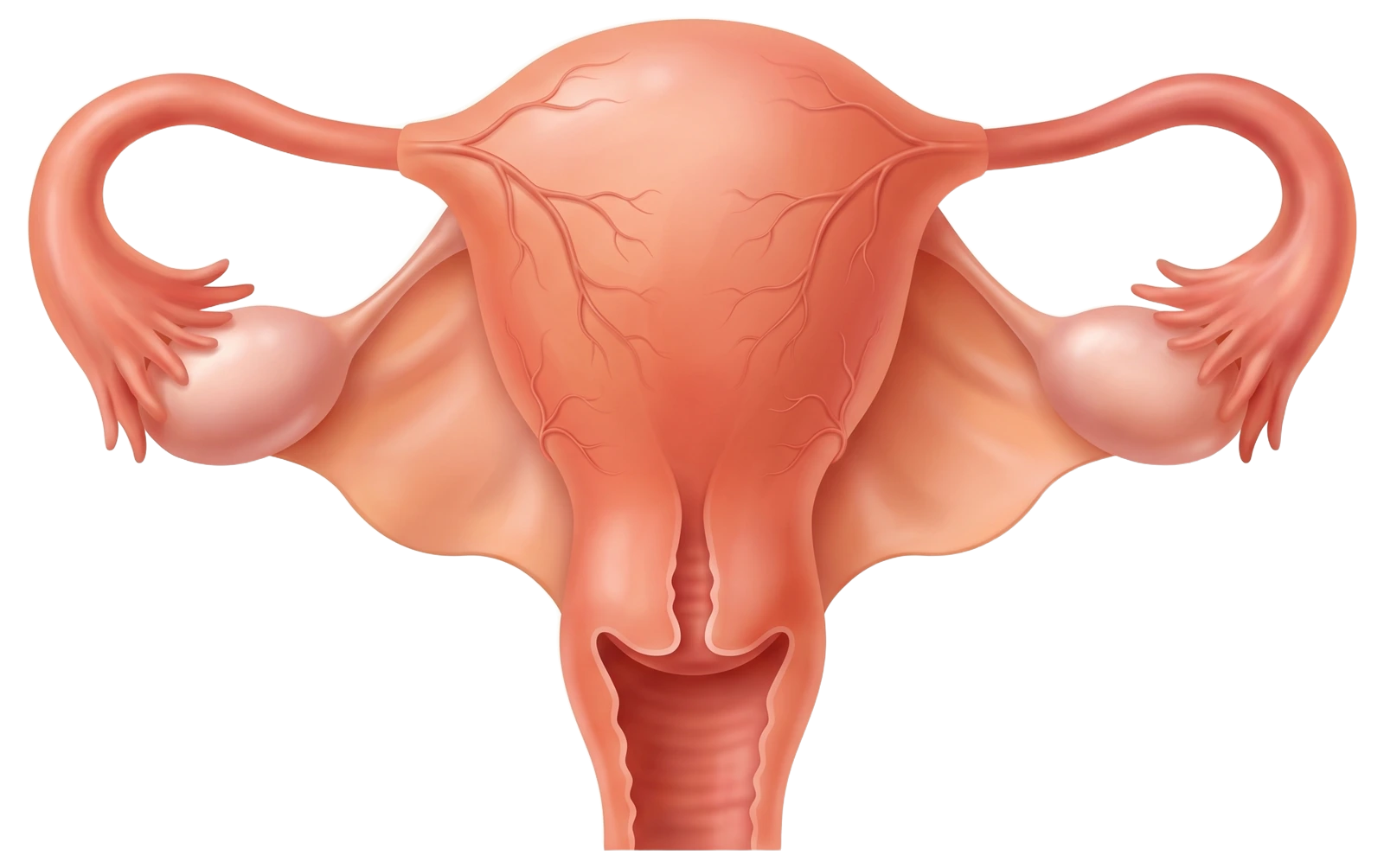The uterus, tubes and ovaries, drawn for the book